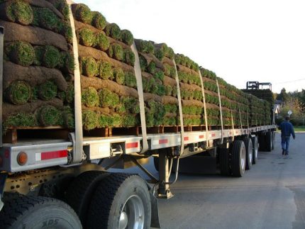Buy Pallet Of Sod