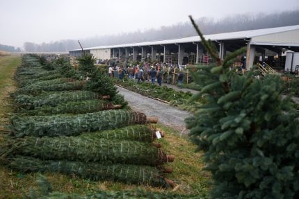 Buy Wholesale Christmas Trees (50 Trees – $1,250)